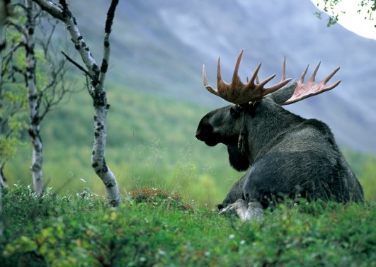 Floating Background Image